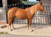 Beautiful 4yo 14hh Mare, Sweet, Safe and Genuine