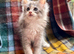 Blue & White Silver Tortie