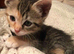 Kittens ready now