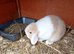 Mini lops and mini lion lops