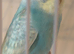 Baby pastel rainbow budgie ring number 5 2026 rung