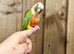 Pineapple conure