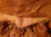 Dark fox red labradooles