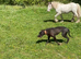 Cob colt