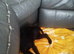 puppy needing new home