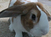 Mini lop &times; Holland Lop male