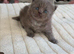 1 stunning ragdoll x ready to leave!