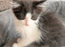 Full breed Siberian kittens