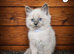 Beautiful Ragdoll kittens looking for new homes