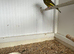 Black hooded red Siskin mules