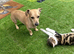 Sausage / Jack Rehoming