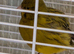 Canaries