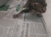 Tabby and black kittens