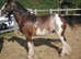 Benji, cob to make 13.2-14hh