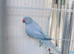 Beautiful Indian ringnick parrot