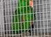 Breeding pair Eculectus