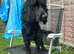 Female cocker spaniel