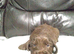 Cockapoo Puppies For Sale!!