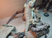 Bearded dragon with setup