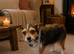 Minture jack Russell female