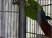 Baby Male conure Glasgow