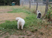 Urgent Bichon Frise Ava