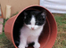 4 Beautiful mixed breed kittens