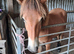 Summer exmoor pony possibly conservation grazing