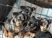 Black & Tan Boy Jack Russell