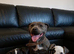 2 last beautiful Merle Staffies available