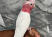 Friendly Baby Handreared Super Tame Cuddly Lutino Galah Cockatoo Parrot,13