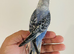 Hand reared budgies for sale