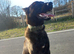 Belgian malinois x Dutch herder