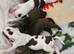 Beautiful puppies 4 sale