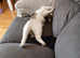 Cats for rehoming