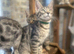Bengal x Maine coone kittens