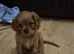 Stunning full bred cavalier king charles spaniel puppies forsale kc/Ikc registration