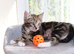 Gorgeous Kittens Ready to Find Their Forever Homes
