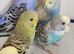 Budgies 2 months old
