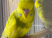 Budgies for sale
