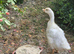 7 week old Goslings