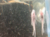 Bristlenose pleco: White, Yellow, Red and Calico. Also numerous community fishavailable