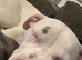 Need to find him a home as a single parent and he need some one who can give him what I can&rsquo;t
