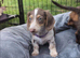 Long hair miniature dachshunds