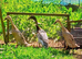 Indian Runner Ducks Pairs Trio's & Females