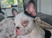 6 months old french bulldog