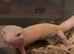 Albino leopard gecko cb26