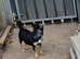 15 month old chorkie for sale