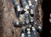 Poecilotheria (Pokies)