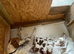 Lurcher puppie 1 boys left ready now!!!